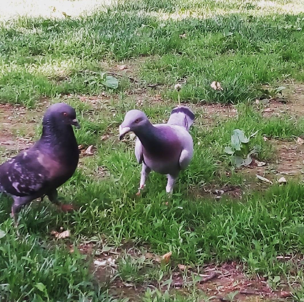 Unusual dove. - My, Pigeon, Birds, The park