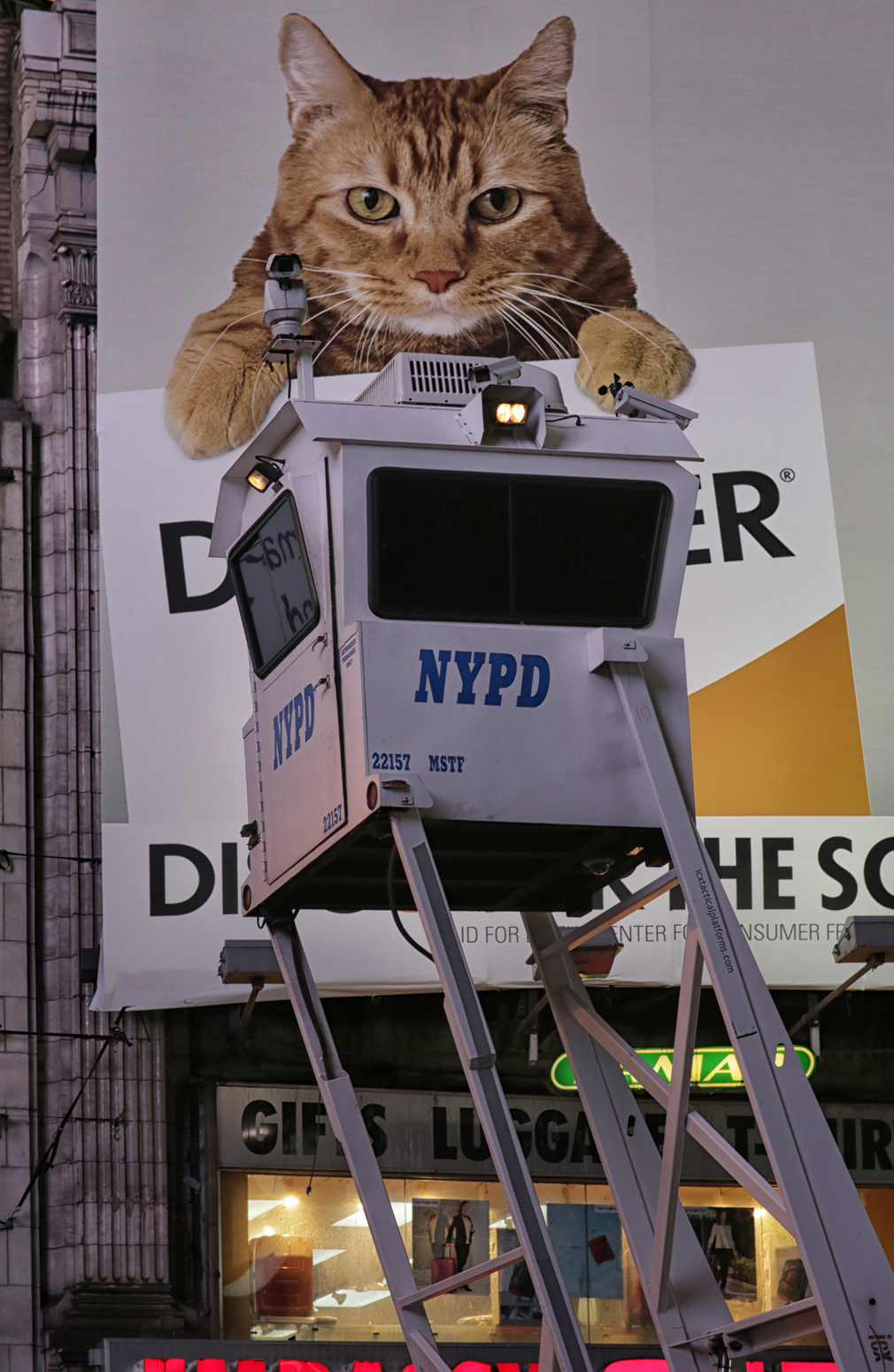 Little brother is watching you too... - cat, NYPD, Surveillance