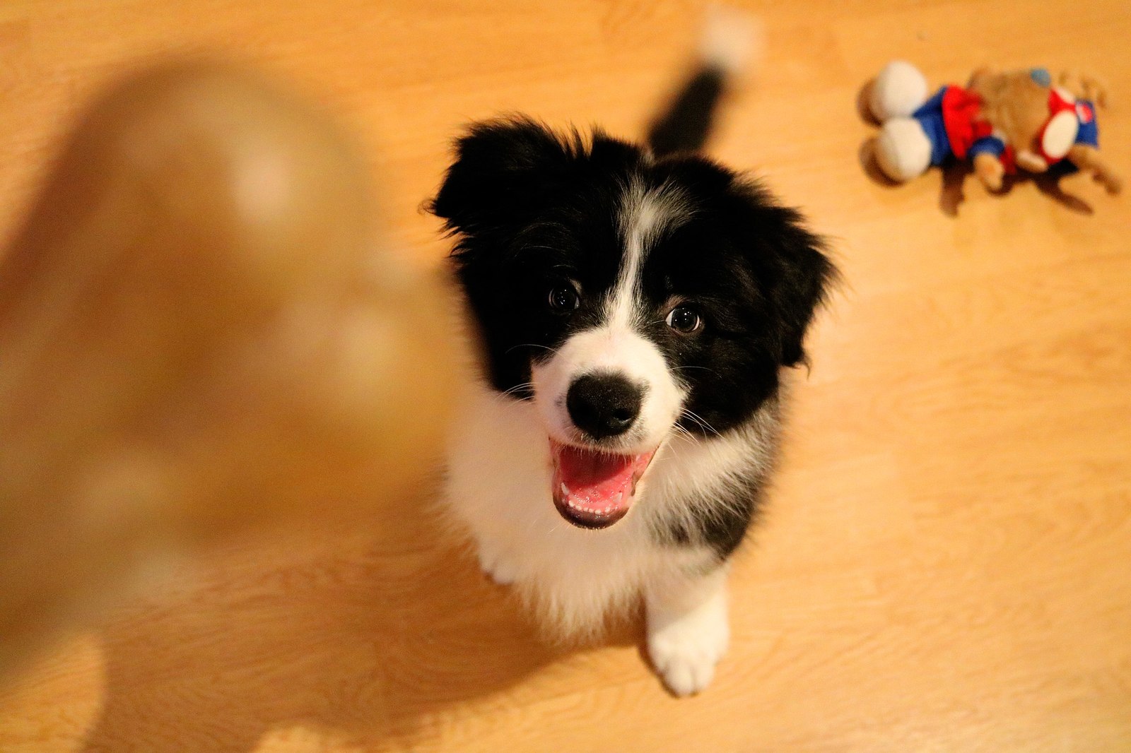 My dog ??border collie - Richard - My, Border Collie, Dog, Dog days, Milota, cuteness, Best friend, Longpost