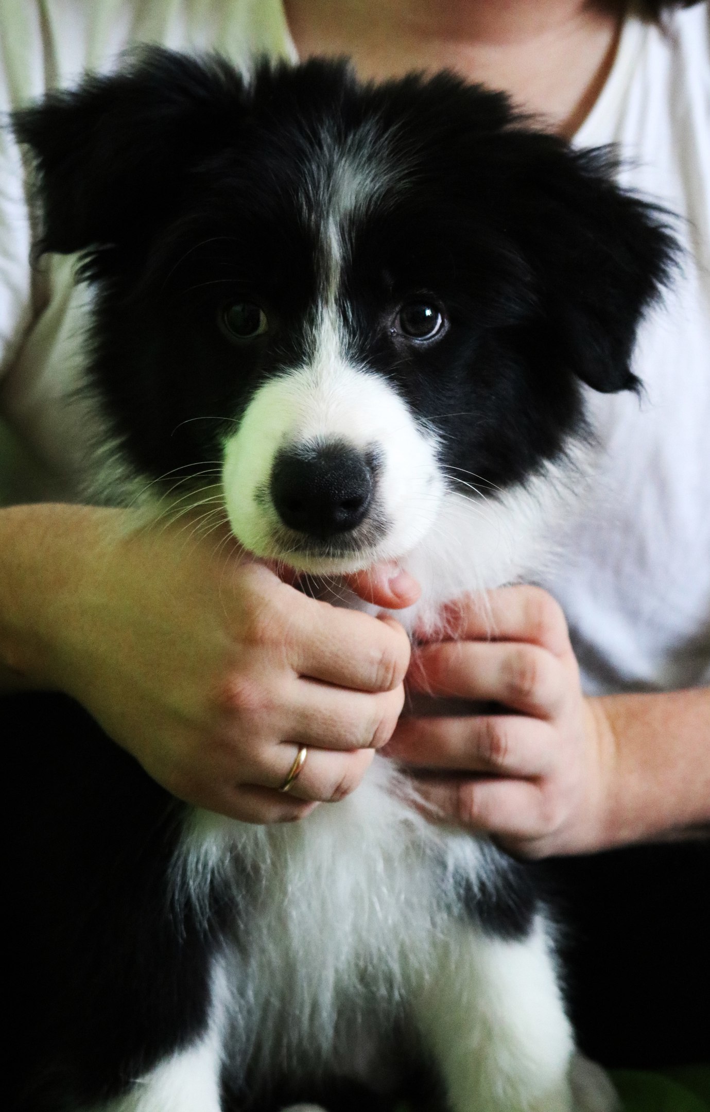 My dog ??border collie - Richard - My, Border Collie, Dog, Dog days, Milota, cuteness, Best friend, Longpost