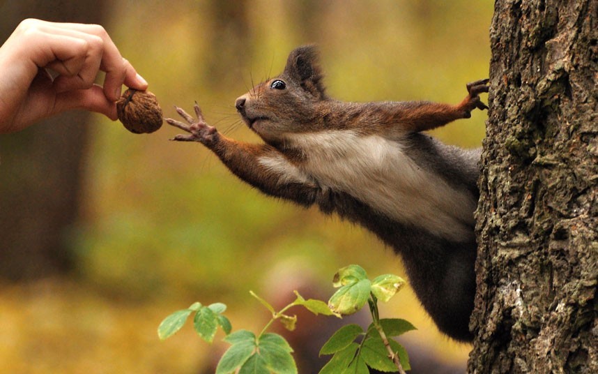 Goalkeeper - Squirrel, Nuts