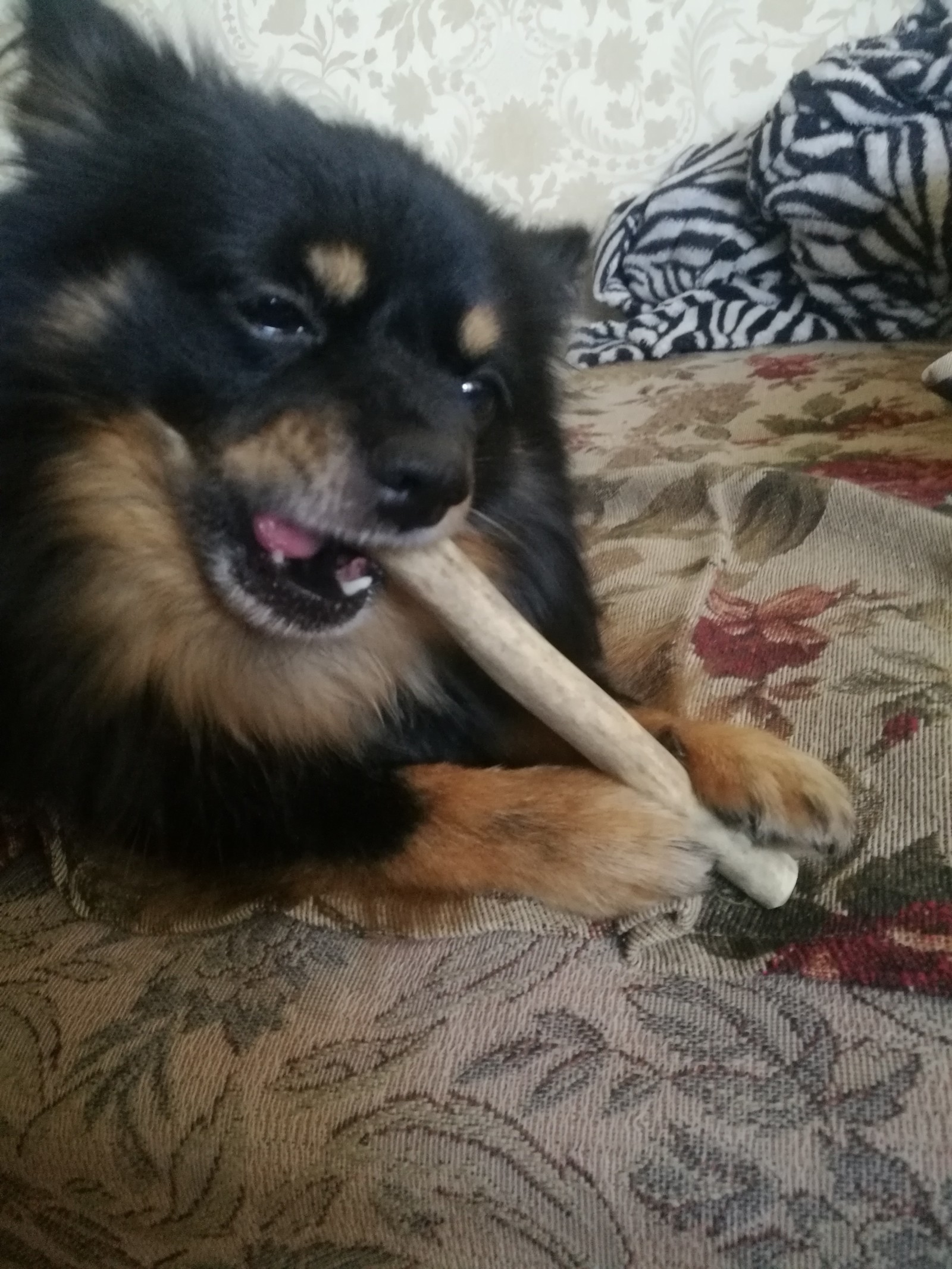 The need to gnaw, yes. - My, Dog, Best friend, Spitz, , Longpost