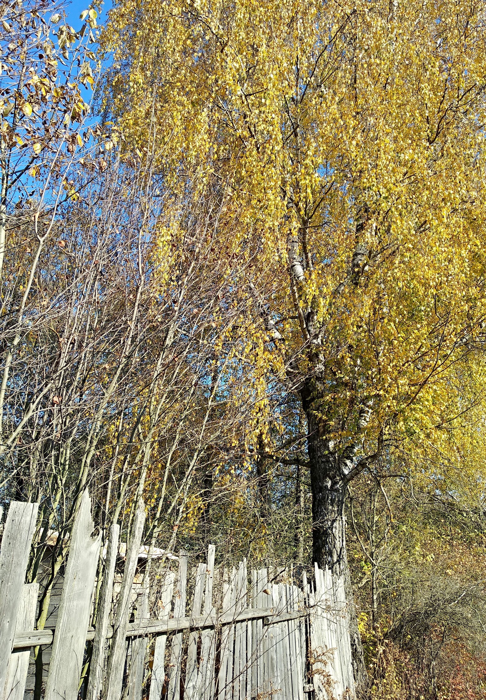 Autumn among cottages - My, Autumn, Walk, beauty of nature, The photo, Longpost