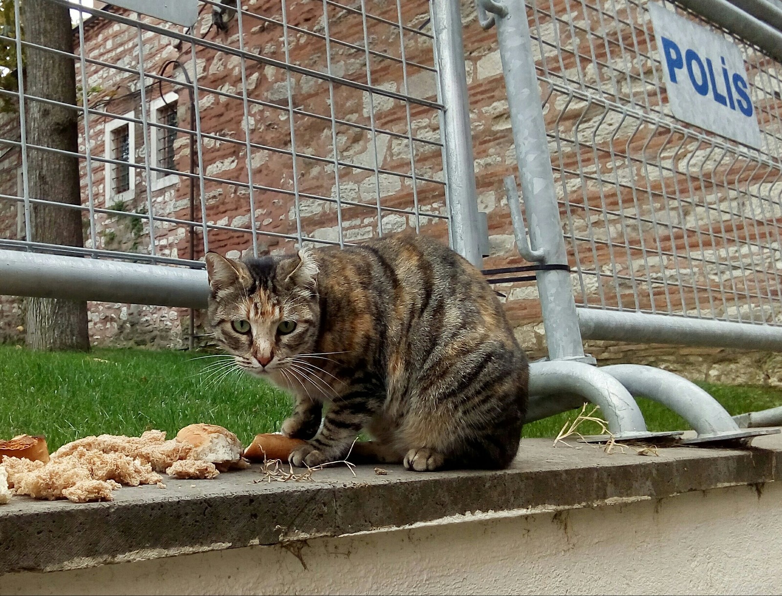 Istanbul street cats - My, cat, Istanbul, Travels, Turkey, Longpost