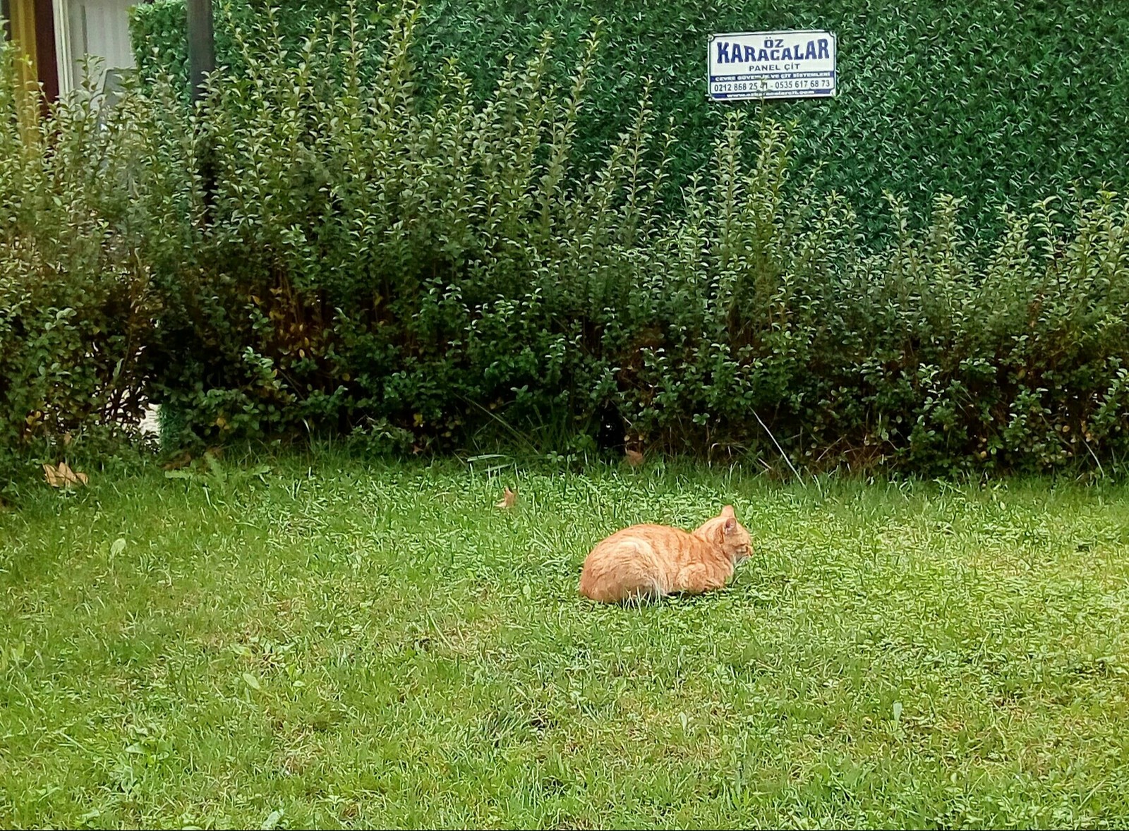 Istanbul street cats - My, cat, Istanbul, Travels, Turkey, Longpost