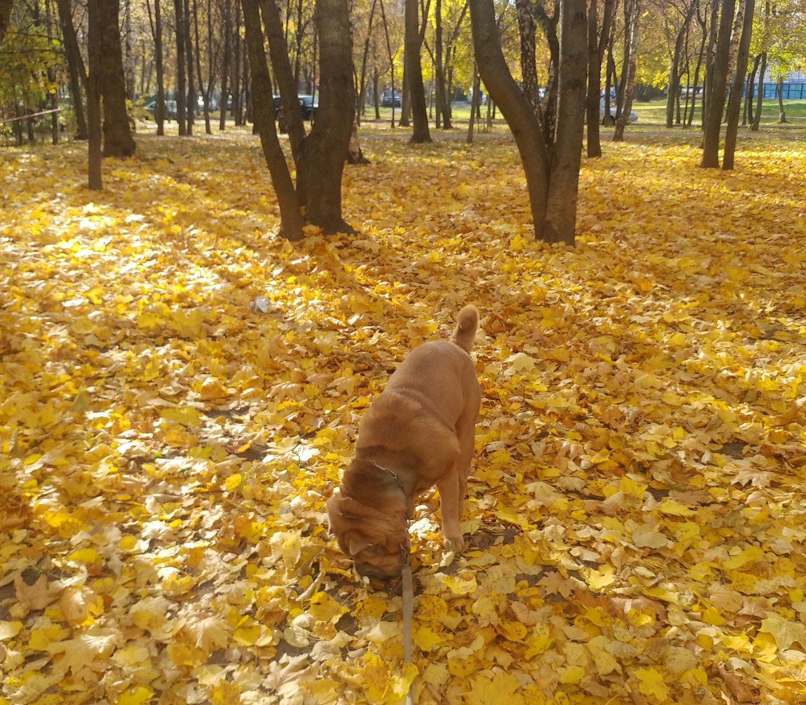 autumn sharpei - My, Dog, Shar Pei, Autumn