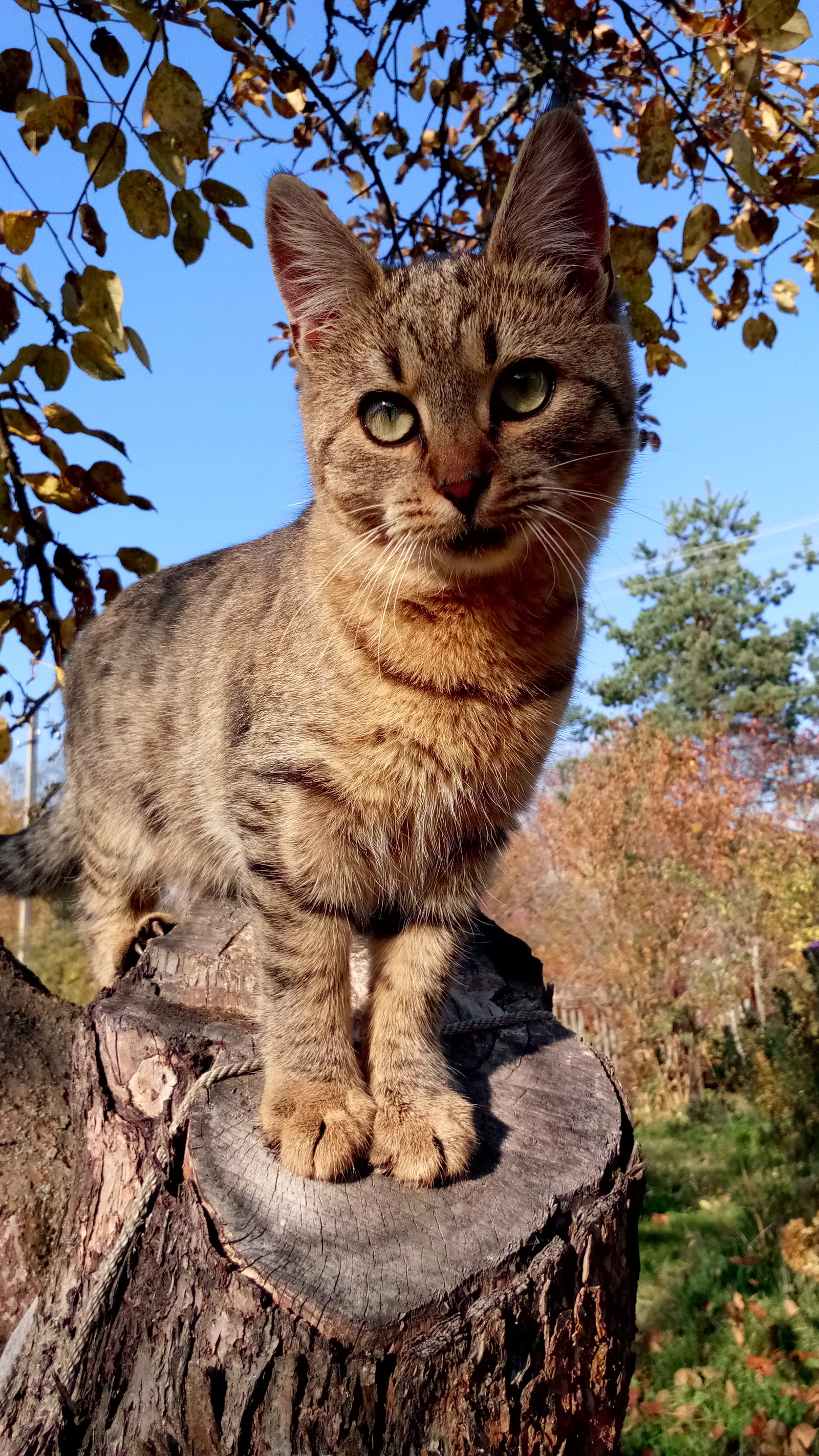 Осеннего кота вам в ленту - Осень, Кот, Котомафия, Дача