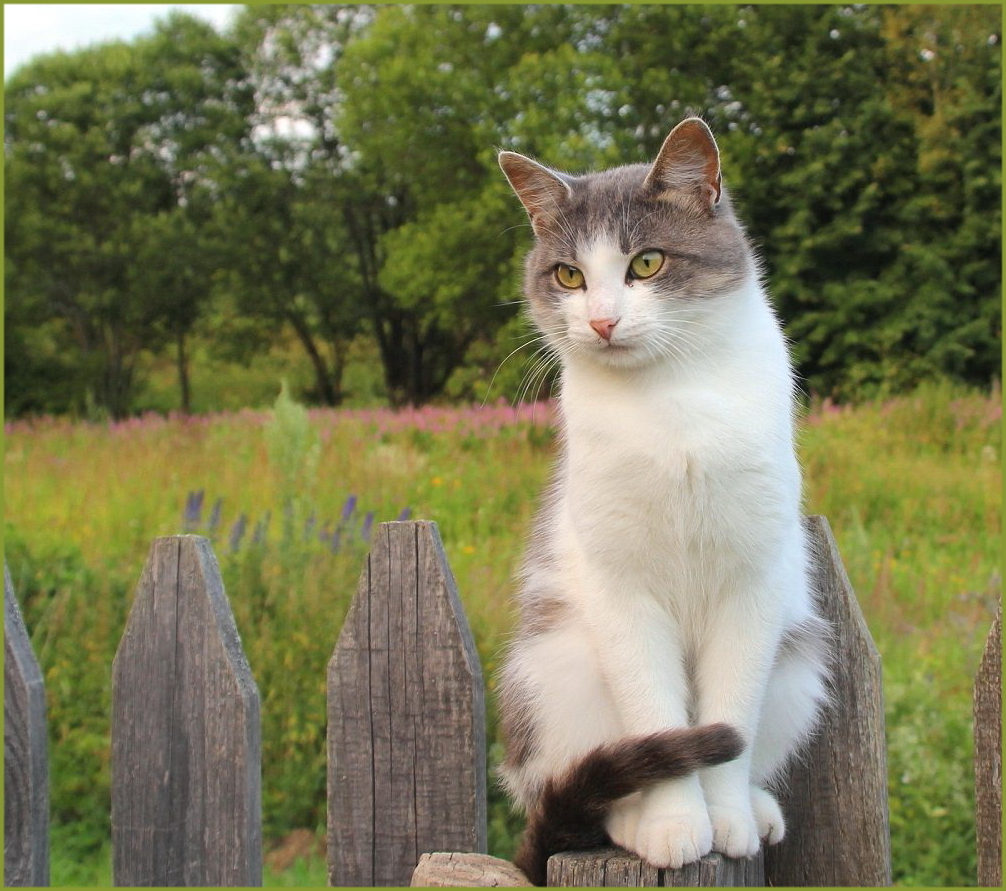 Very decent cat Mityai. - cat, Catomafia, The photo, Fence