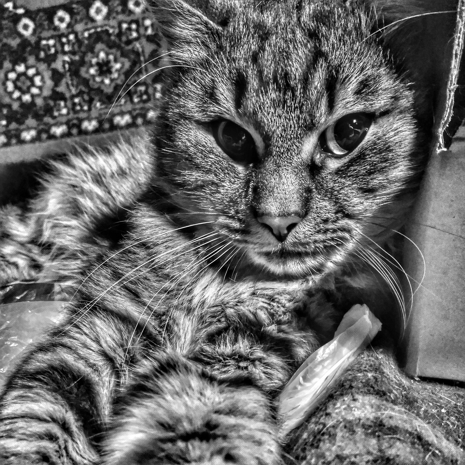 Another cat - My, , cat, Black and white, The photo, Good morning