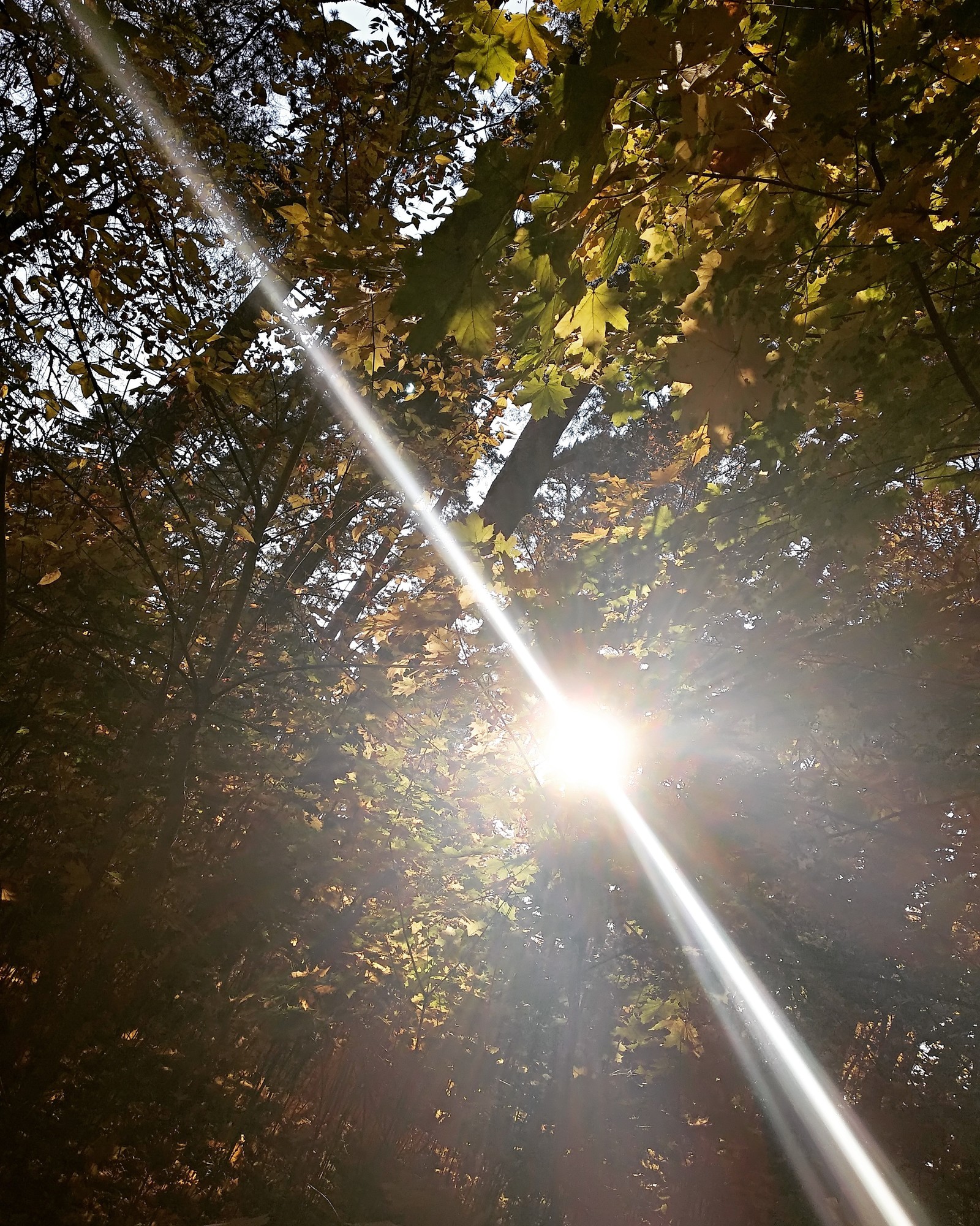 Swimming in the rays... - My, Nature, Landscape, Longpost