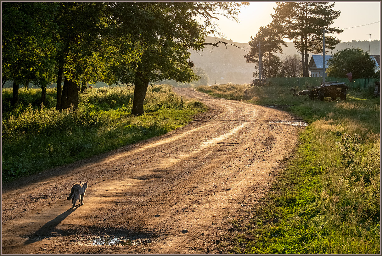 lonely traveler - cat, Road, Nature, Morning