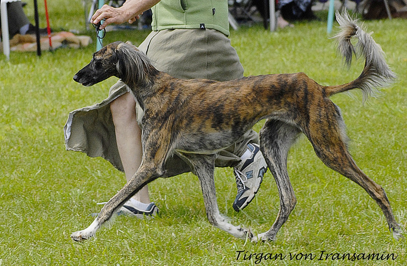 About dog breeds №64. - Dog, Dog breeds, Saluki, Greyhound, Longpost