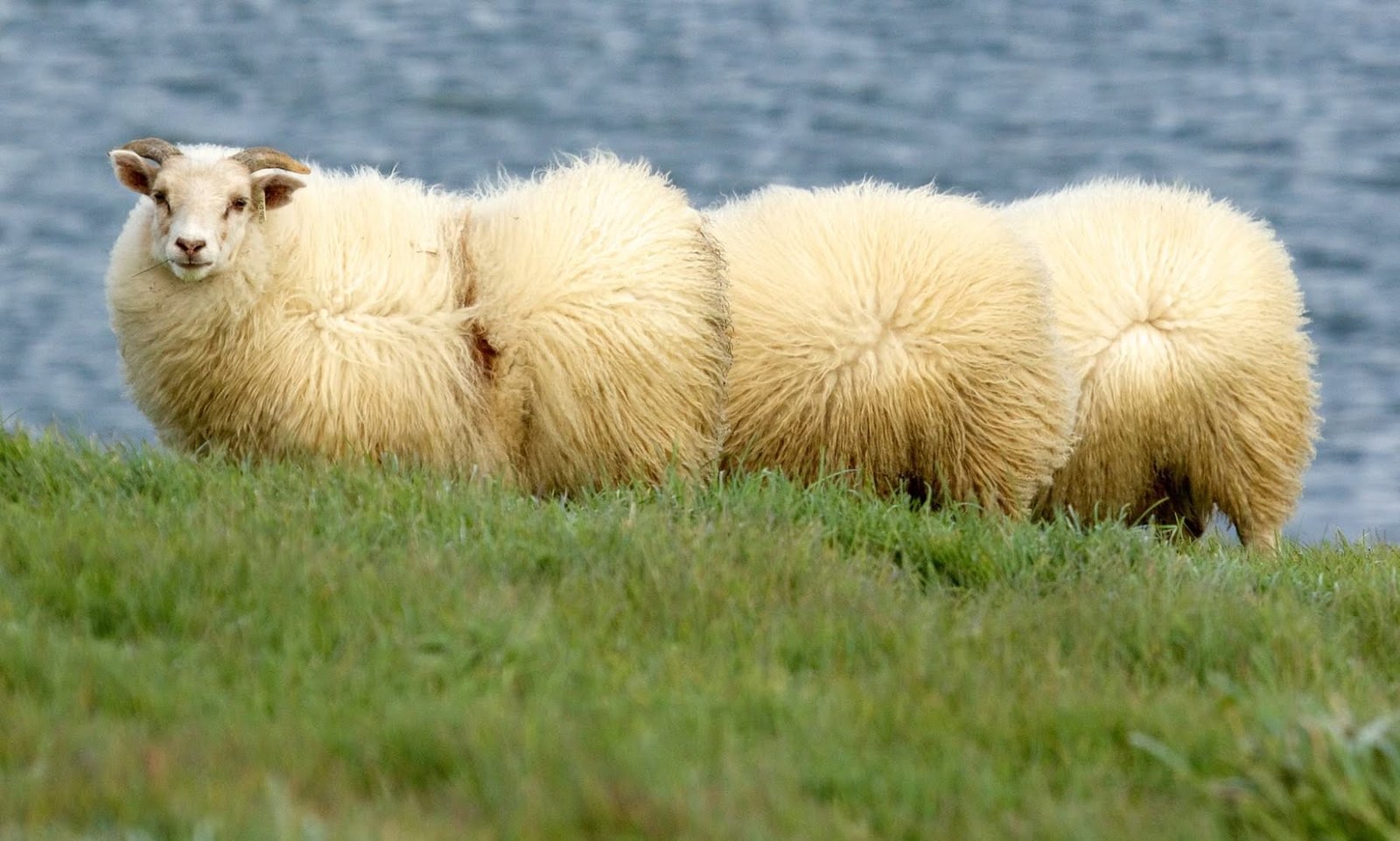 So there you are, sheep caterpillar! - Sheeps, Iceland, The photo