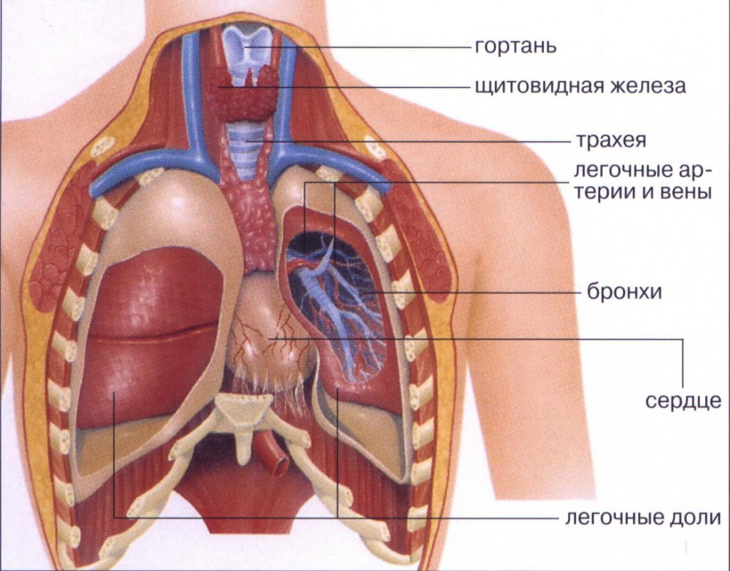 Цена курения — бронхит курильщика изображения Цена курения — бронхит курильщика изоражения
