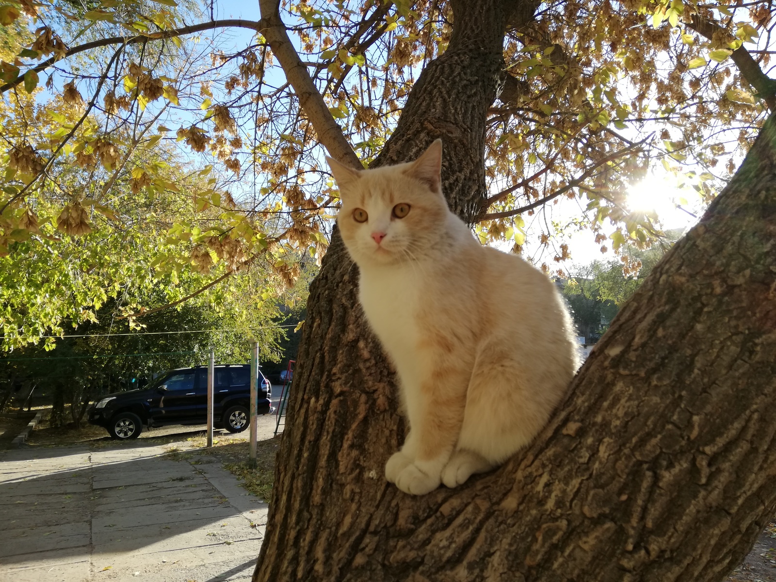 autumn cat - cat, The photo