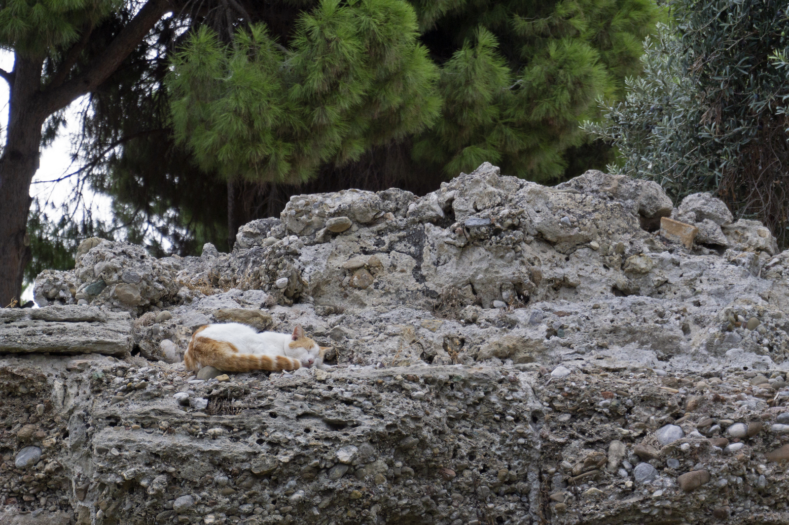 And on the ruins of ancient ... - My, cat, Catomafia, The photo