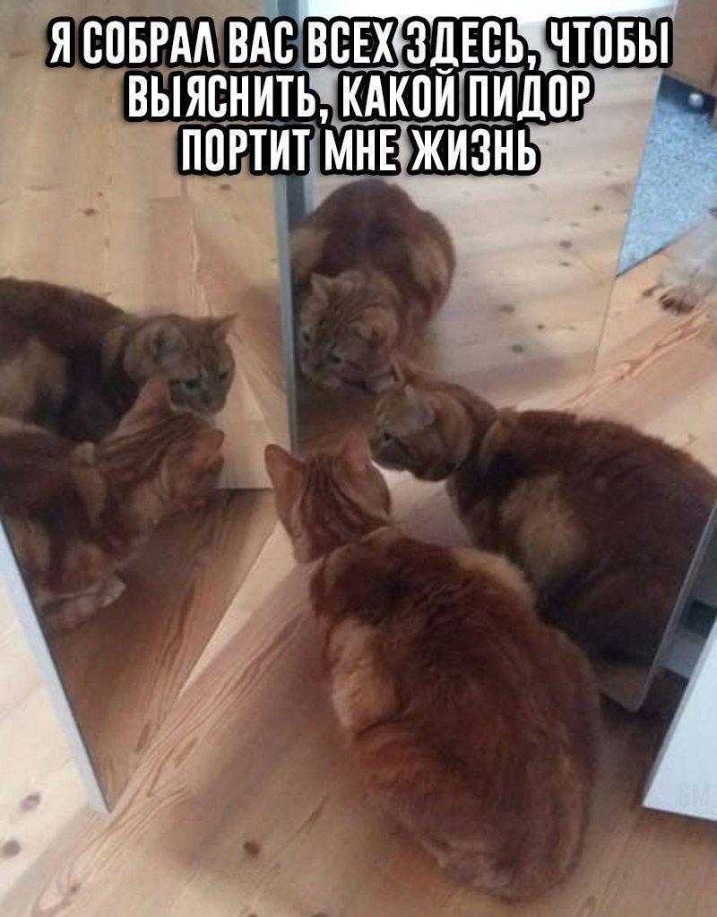 It's time to sort yourself out - cat, Mirror