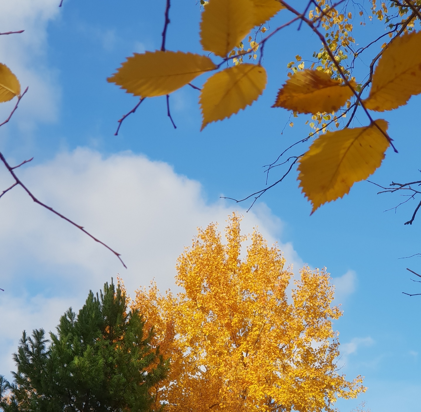 What an amazing fall this year! - My, Autumn, Moscow, beauty of nature