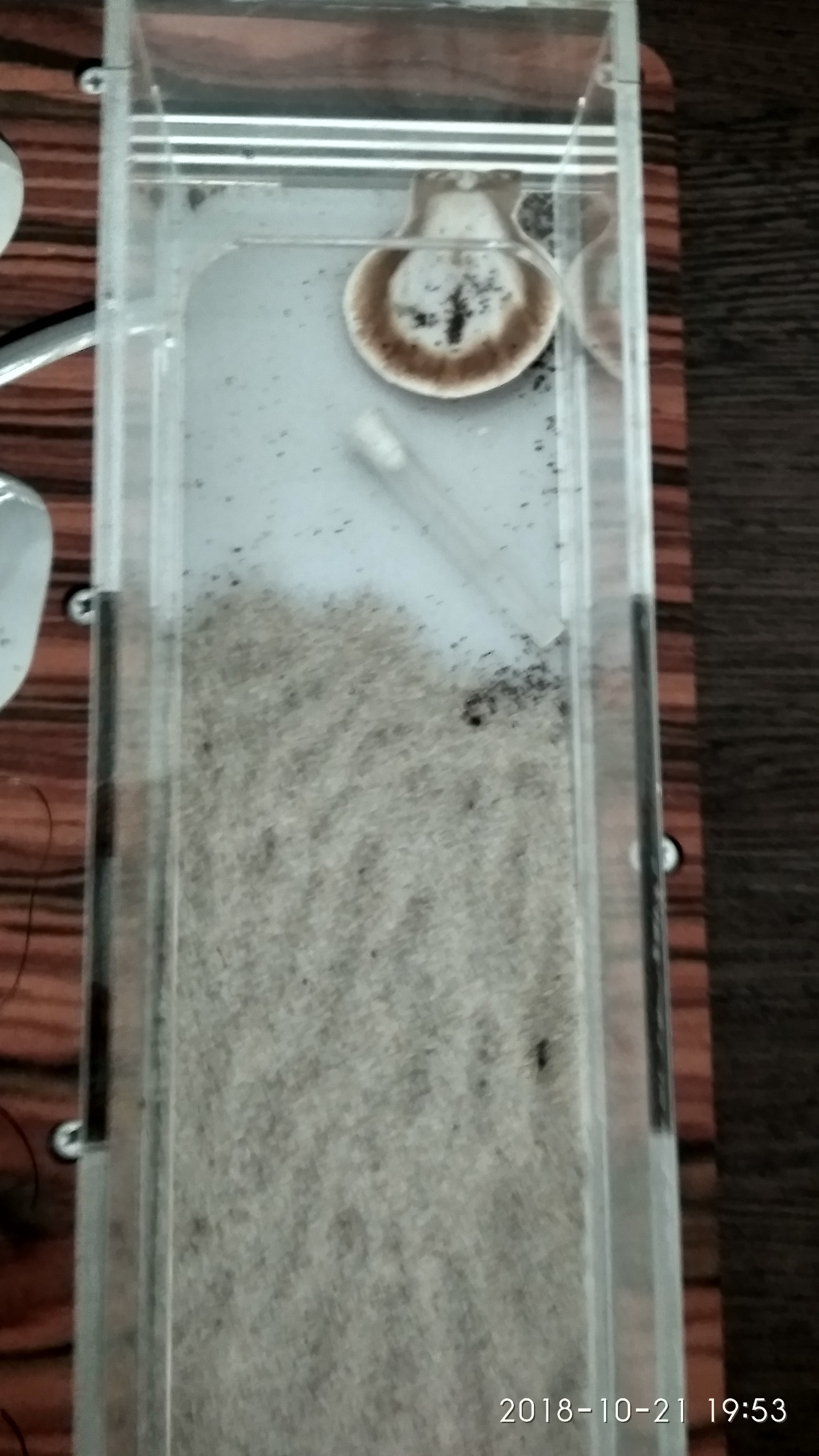 3rd day, after the complete migration of ants to the formicarium. - My, Myrmikiper, Formicaria, Ants, Insects, Longpost