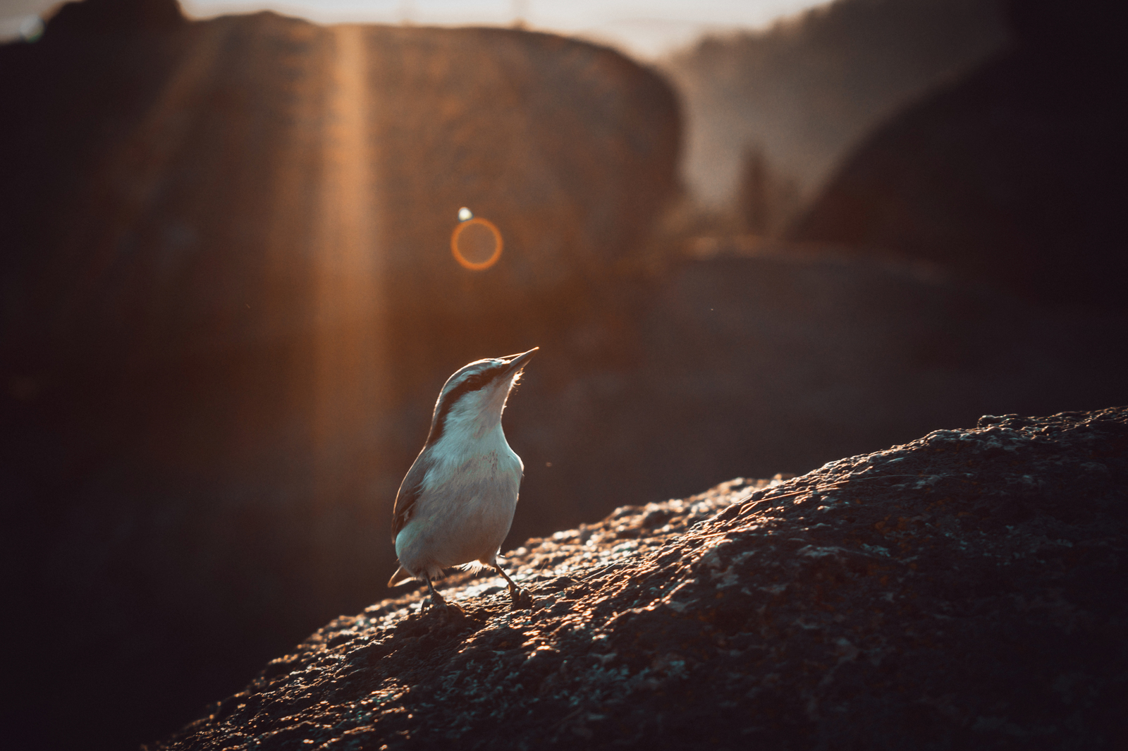 sunset birds - My, Beginning photographer, Krasnoyarsk pillars, Birds, Nature, The mountains, Sunset, Longpost