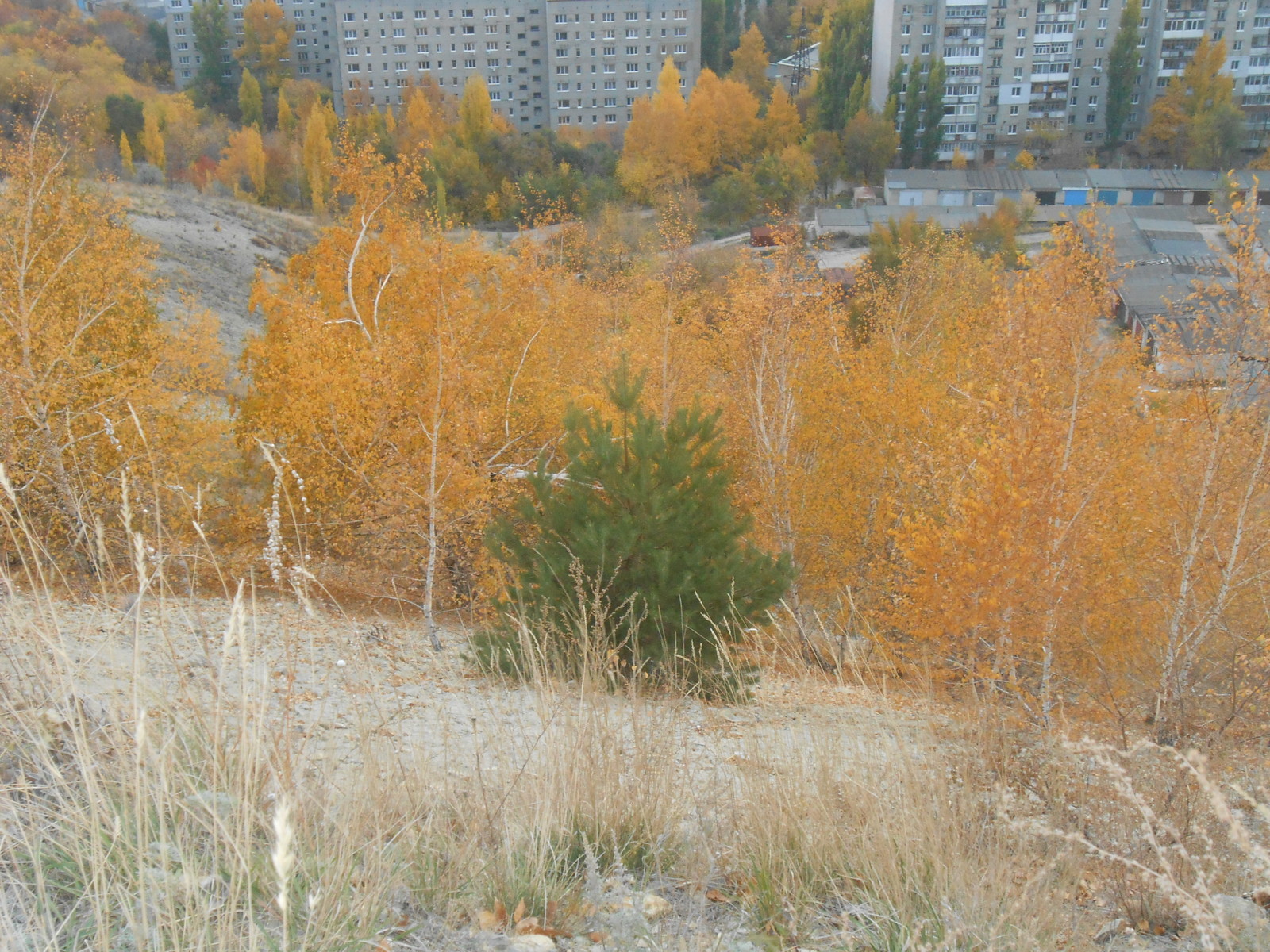 Немного саратовской осени. - Моё, Саратов, Осень, Лес, Горы, Первый длиннопост, Красота природы, Длиннопост