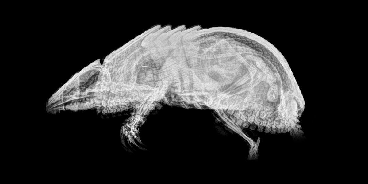 The Oregon Zoo decided to show what the animals look like from the inside by publishing x-rays of animals. - The photo, Zoo, USA, Animals, X-ray, Oregon, Longpost