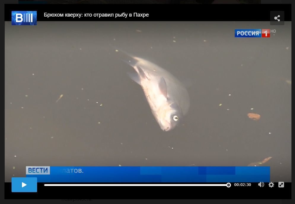 Moscow and the Moscow region: do not buy fish from your hands - Pakhra river, Pestilence, Ecology, Ecological catastrophy, A fish, River, No rating, Negative