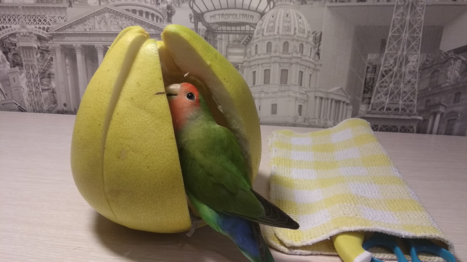 Budget accommodation for a parrot - My, A parrot, Lovebirds, Totosh's parrot, Toys, In the house, Longpost, I'm in the house