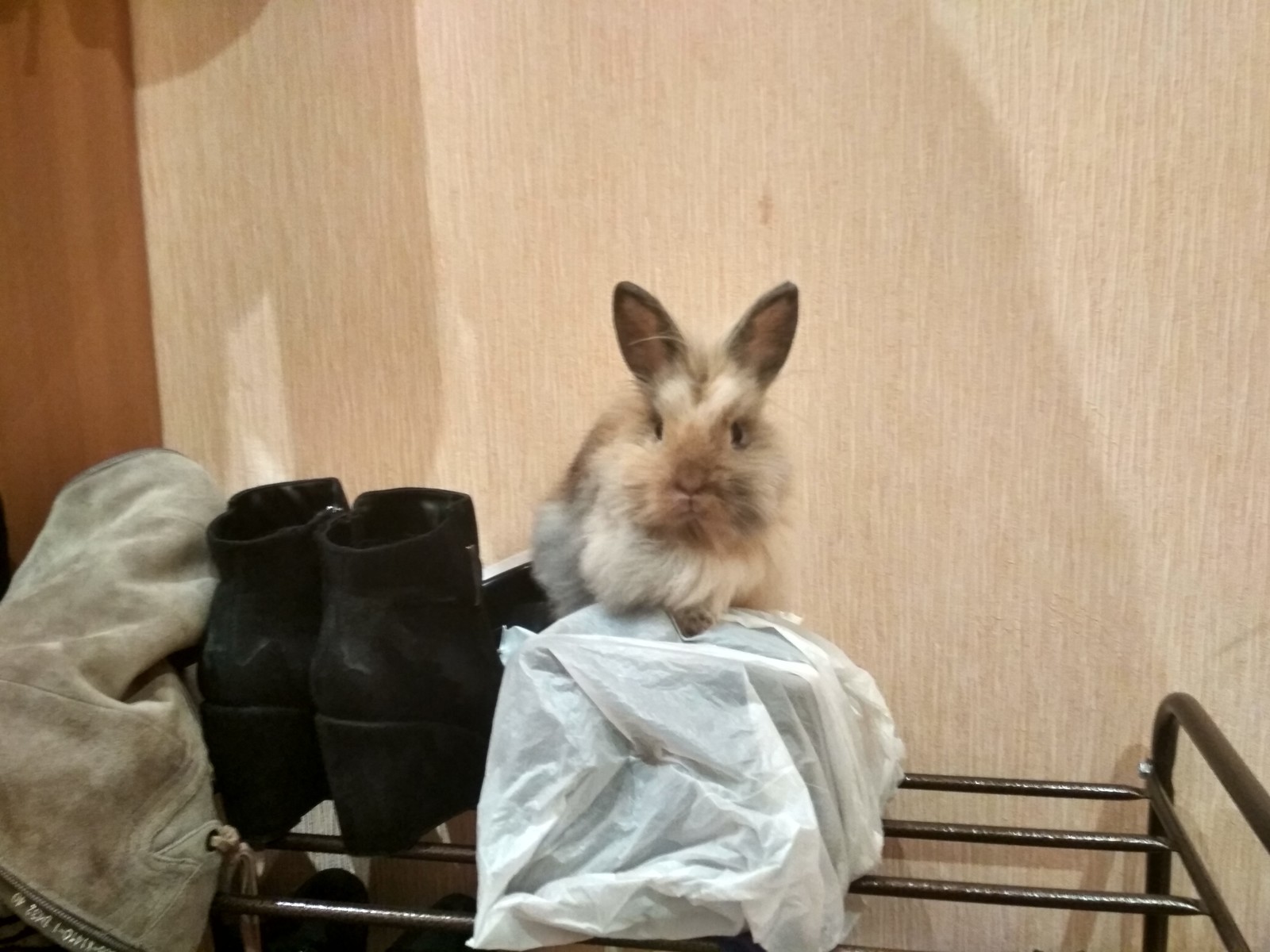 domestic rabbits - My, Rabbit, Fluffy, Longpost