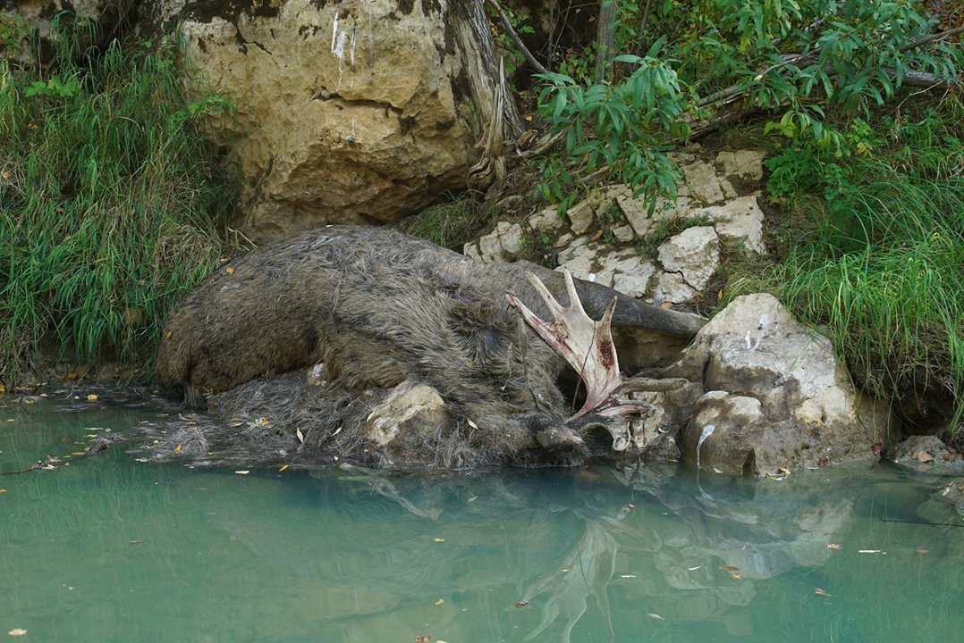 Poisoned rivers, nature reserve and persecution of environmentalists in the Urals - Ecology, Ural, Reserve, River, Environmental pollution, Longpost, Reserves and sanctuaries