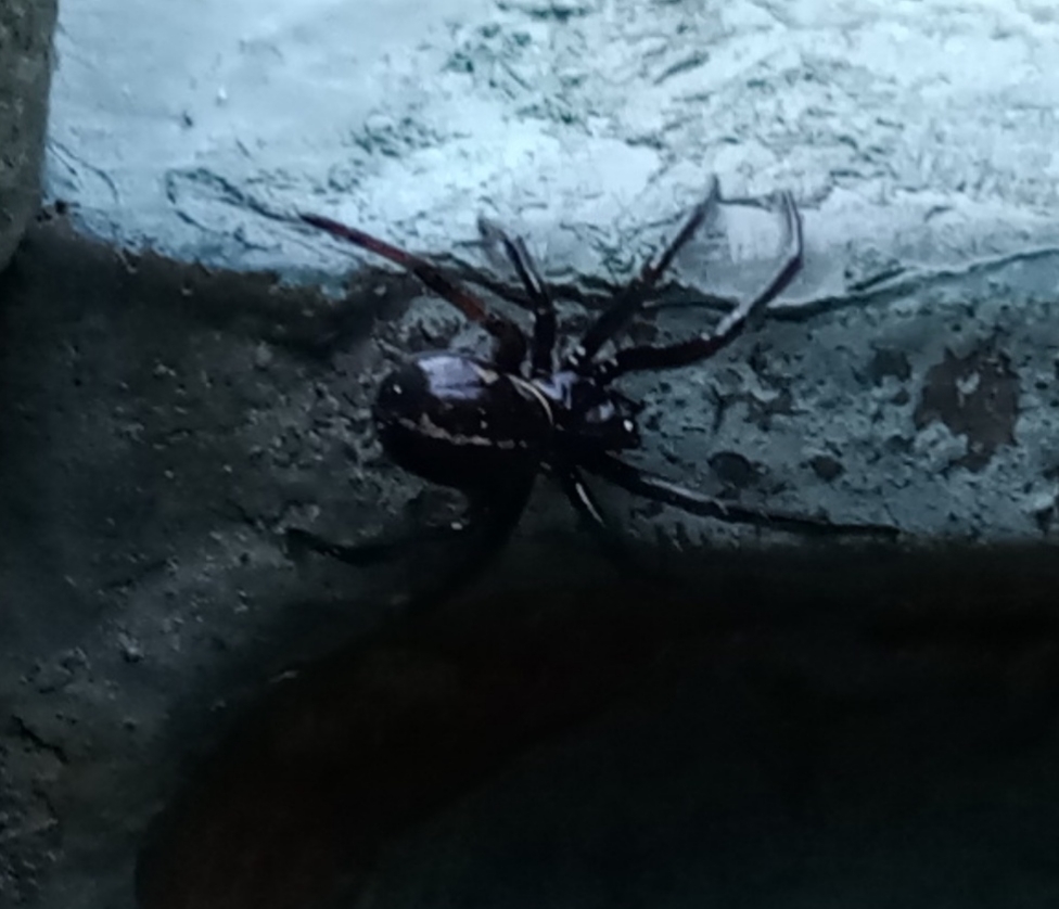 What is this spider? Somebody knows? - Spider, Arachnophobia, Astrakhan Region