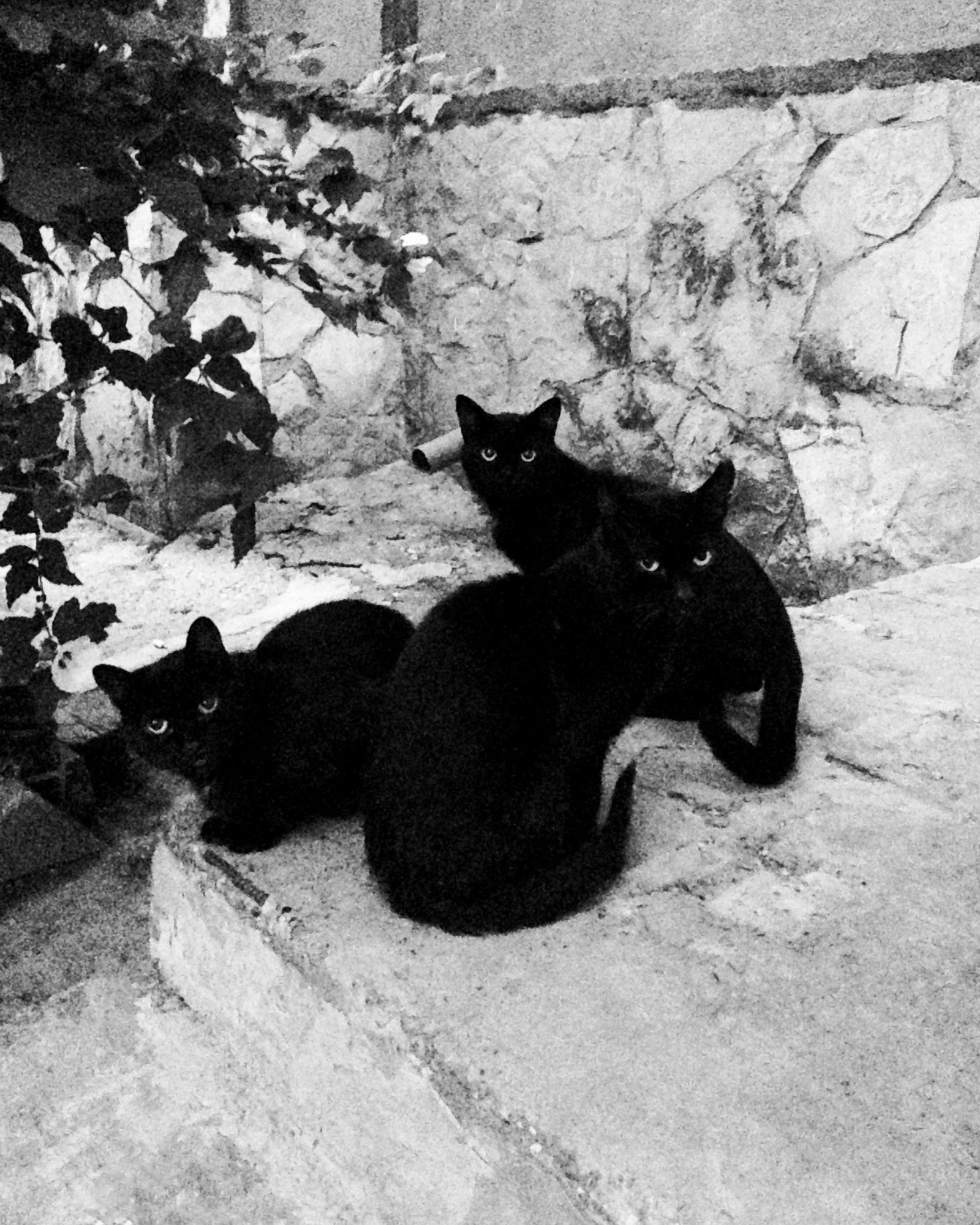 When unlucky TRIPLE - My, Catomafia, No cats, Black cat, cat