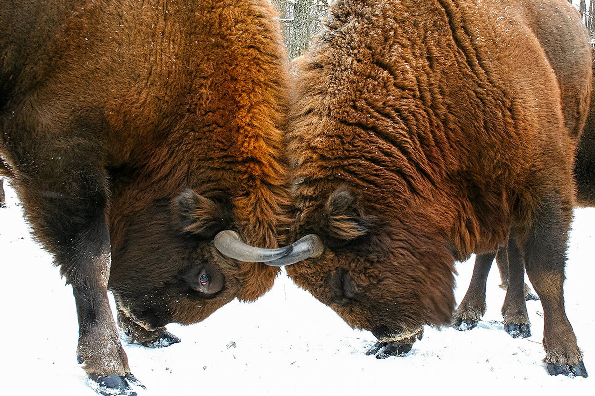 European bison | Rescued by zoos - My, Animals, Zoo, Nature, Interesting, Reserve, Red Book, Wild animals, Wild land, Longpost, Reserves and sanctuaries