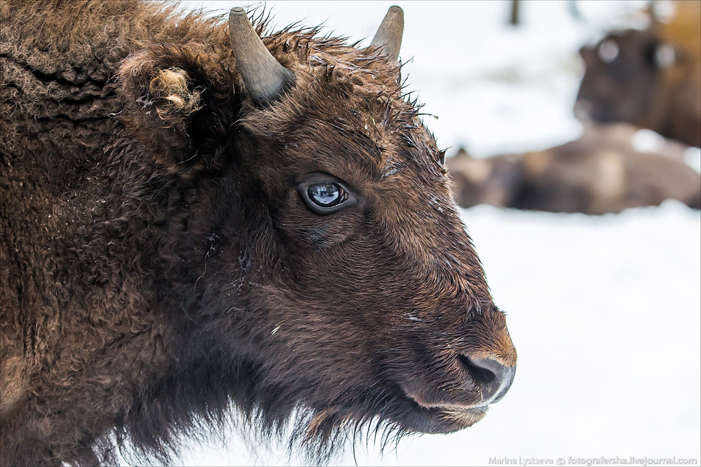 European bison | Rescued by zoos - My, Animals, Zoo, Nature, Interesting, Reserve, Red Book, Wild animals, Wild land, Longpost, Reserves and sanctuaries