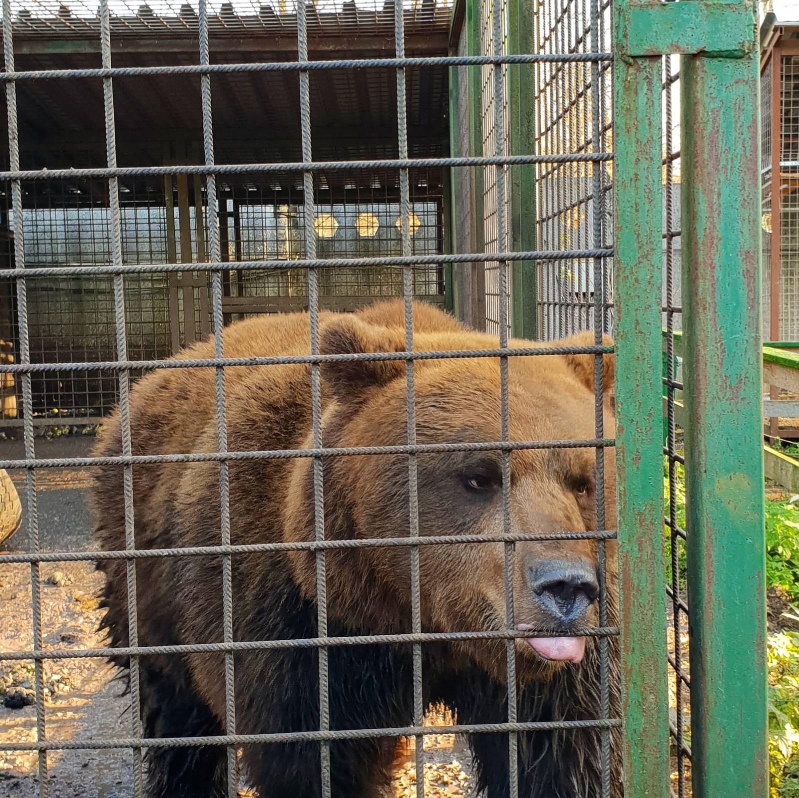 Teddy bear on three legs - Kindness, Animals, Charity