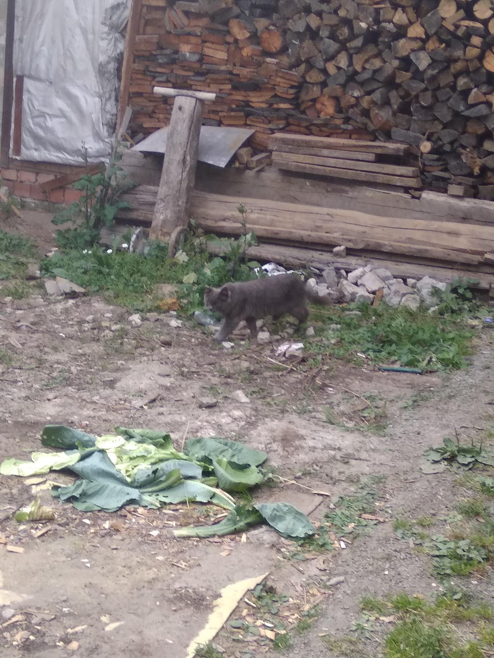 Guests. - My, cat, Street, Village, Longpost