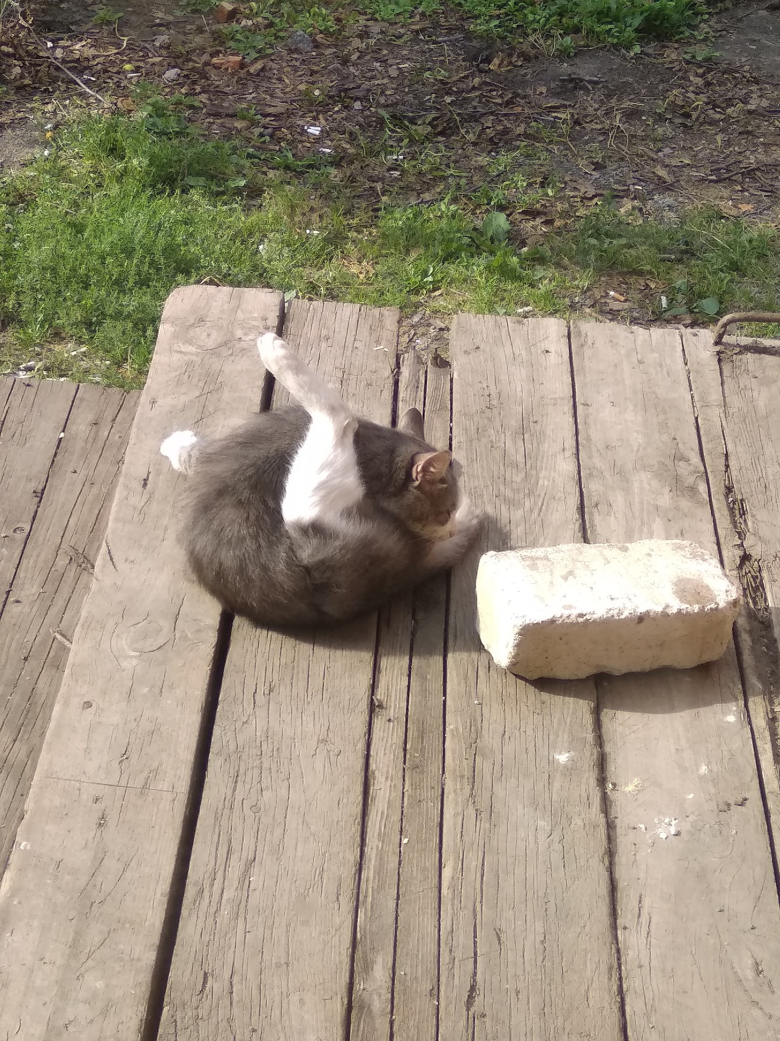 Guests. - My, cat, Street, Village, Longpost