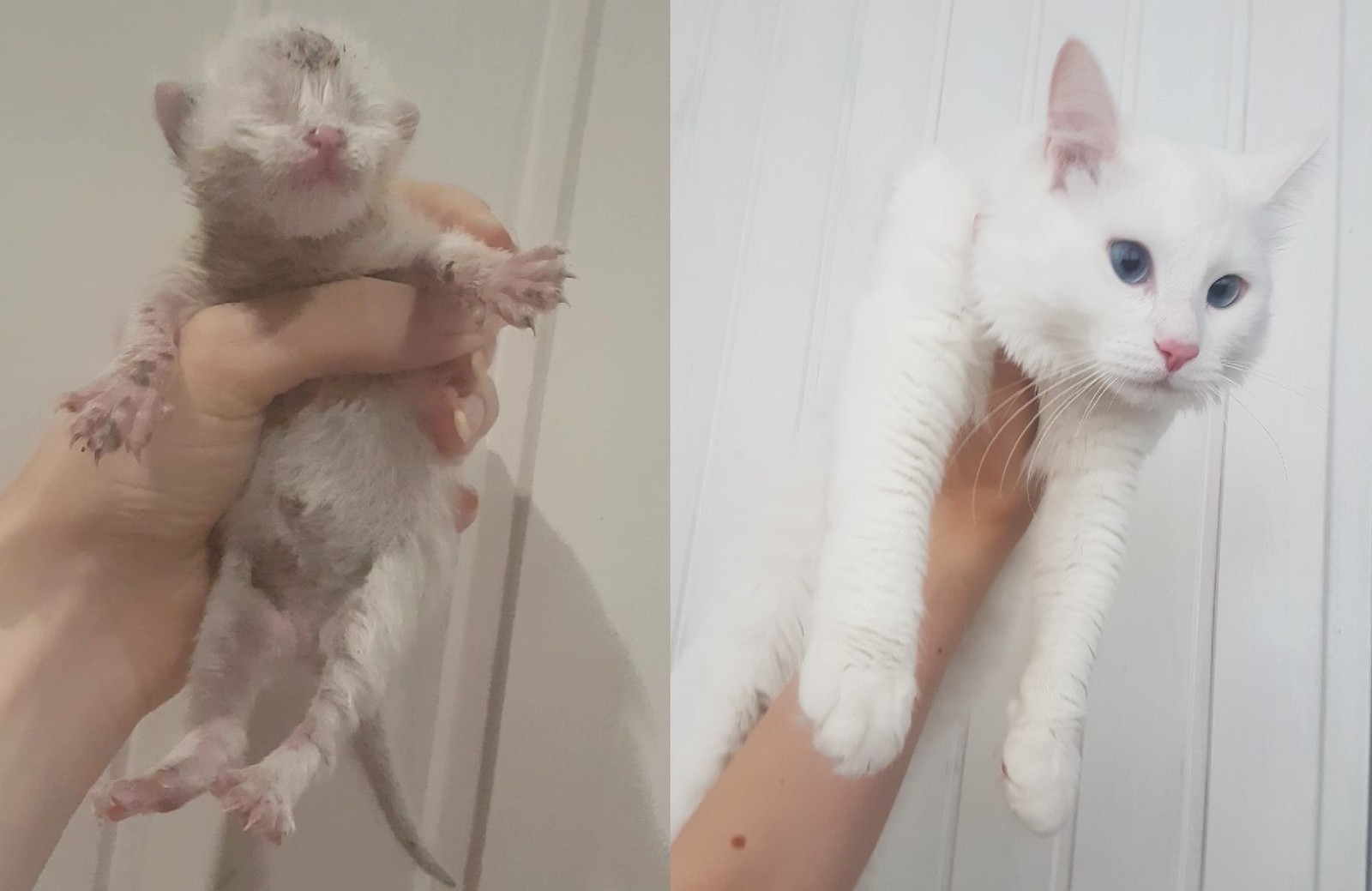 Nnada cat? - My, Animals, cat, Before, After, Longpost