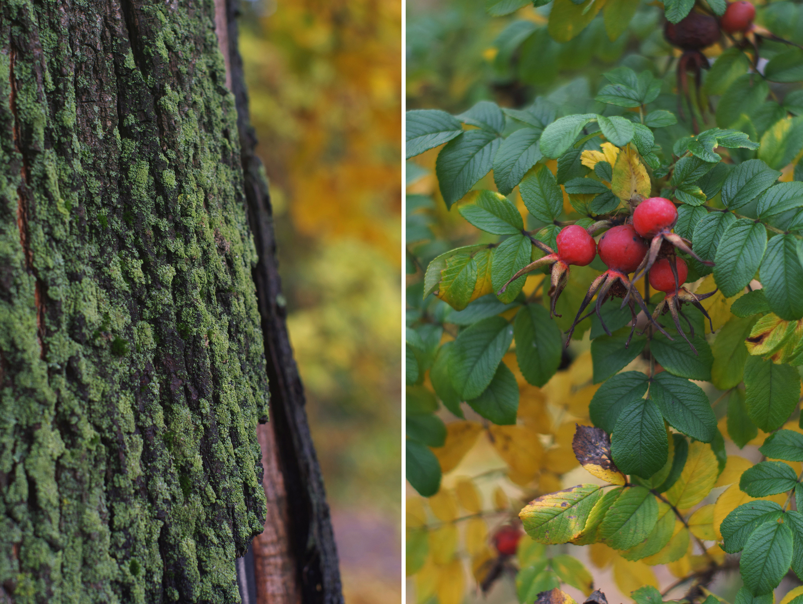 One Hundred Shades of Autumn on the Black River. - My, Saint Petersburg, Black River, Cityscapes, Autumn, The photo, Courtyard, Leaves, Longpost, Street photography