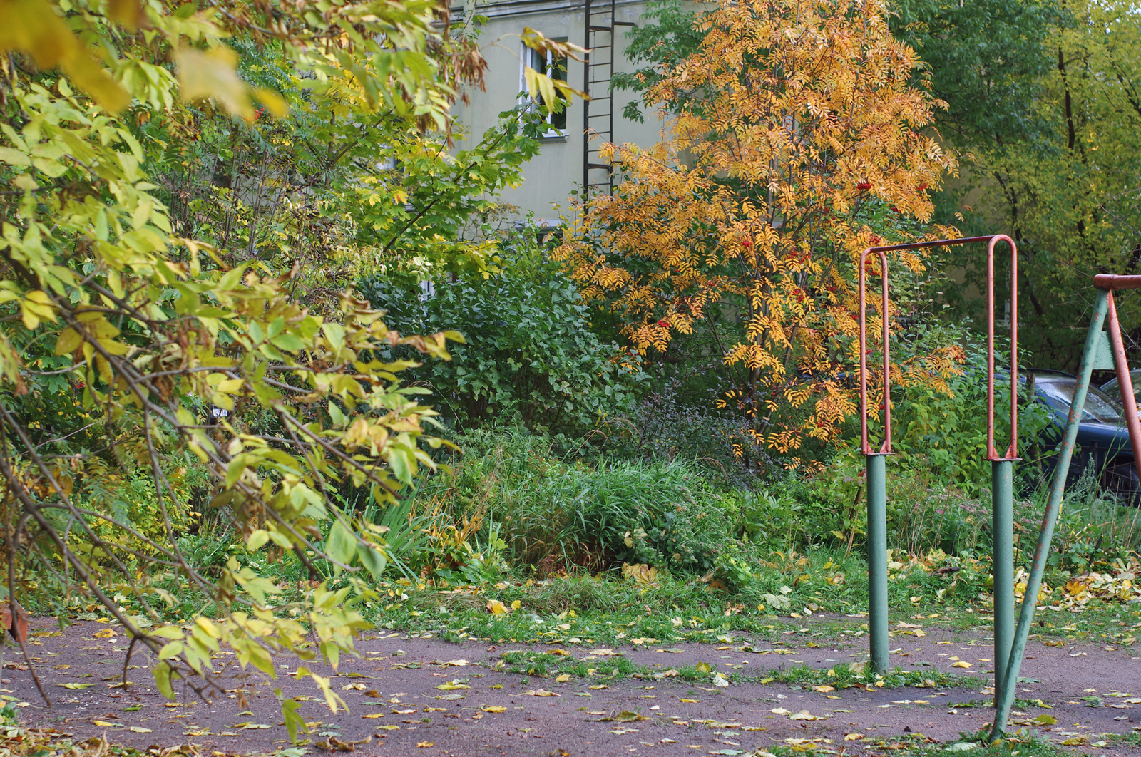 One Hundred Shades of Autumn on the Black River. - My, Saint Petersburg, Black River, Cityscapes, Autumn, The photo, Courtyard, Leaves, Longpost, Street photography