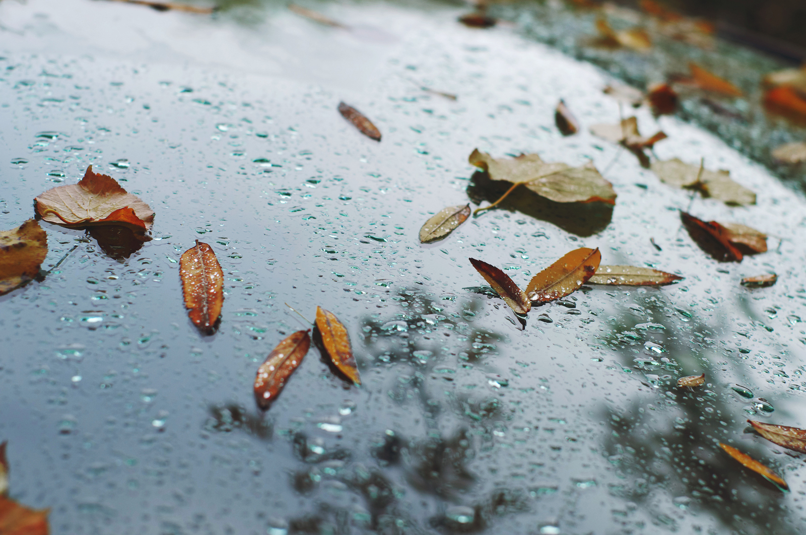 One Hundred Shades of Autumn on the Black River. - My, Saint Petersburg, Black River, Cityscapes, Autumn, The photo, Courtyard, Leaves, Longpost, Street photography