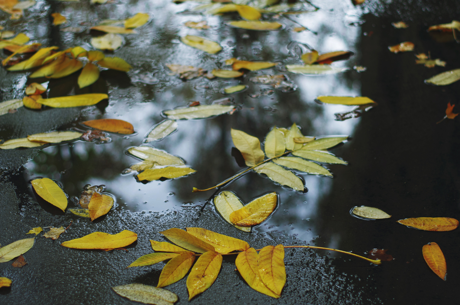 One Hundred Shades of Autumn on the Black River. - My, Saint Petersburg, Black River, Cityscapes, Autumn, The photo, Courtyard, Leaves, Longpost, Street photography