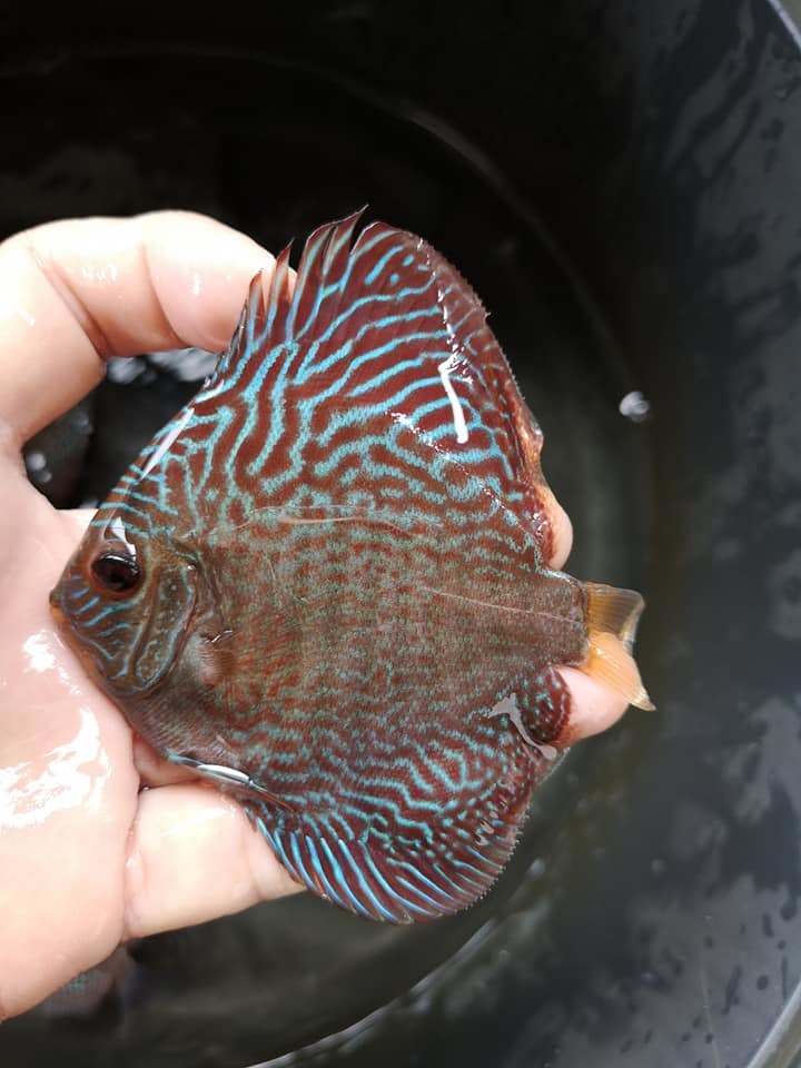 New Handsome Discus - My, , , A fish, , Aquarium fish, Longpost