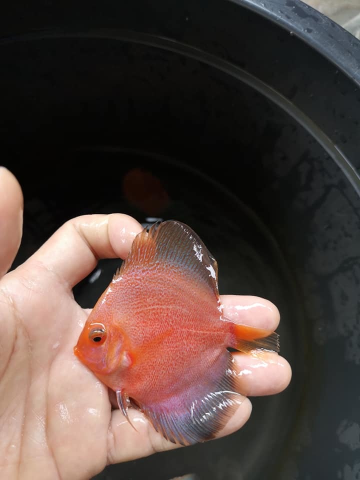 New Handsome Discus - My, , , A fish, , Aquarium fish, Longpost