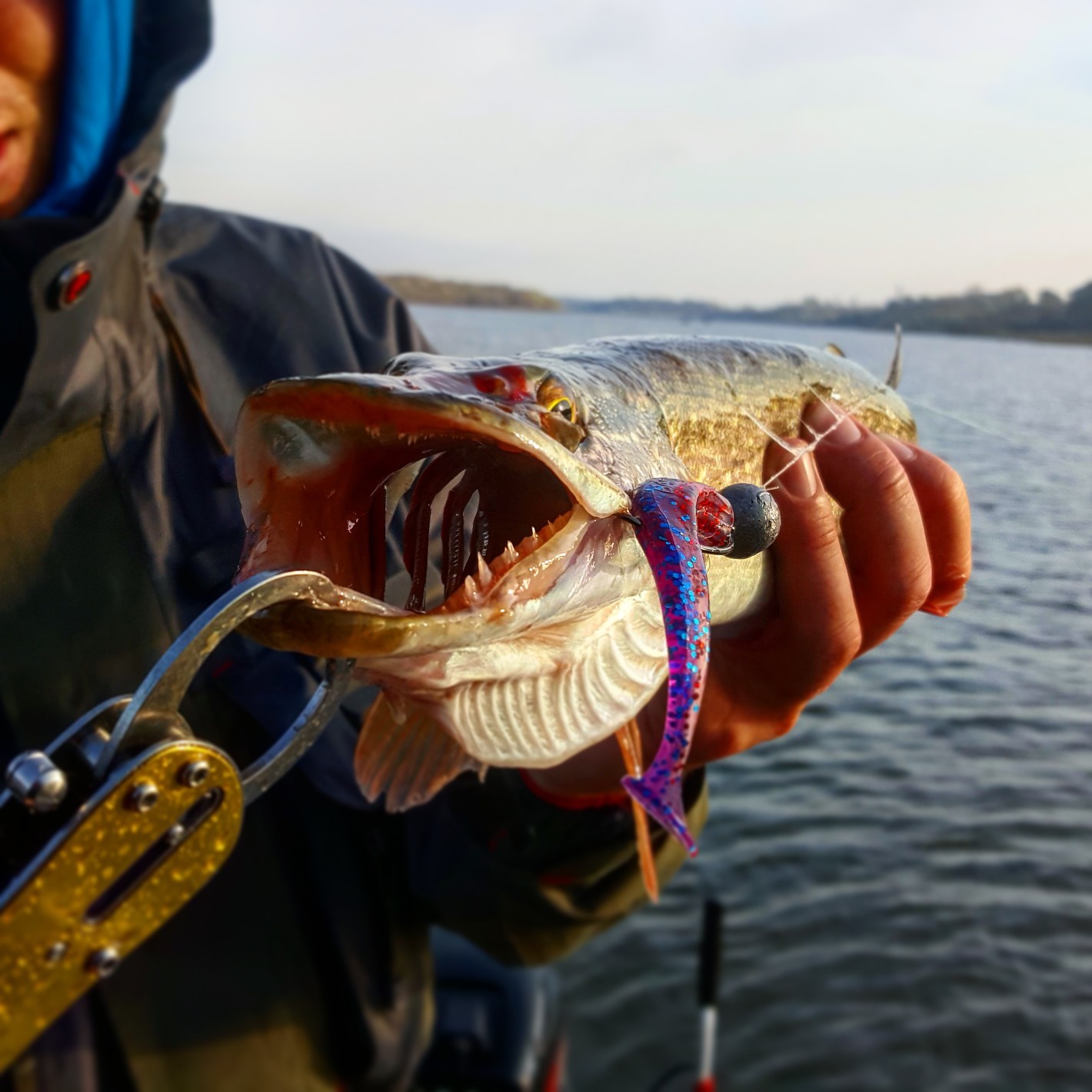 Autumn jig - My, Fishing, Oka, Jig, Video, The photo, Pike, Longpost, Fish perch