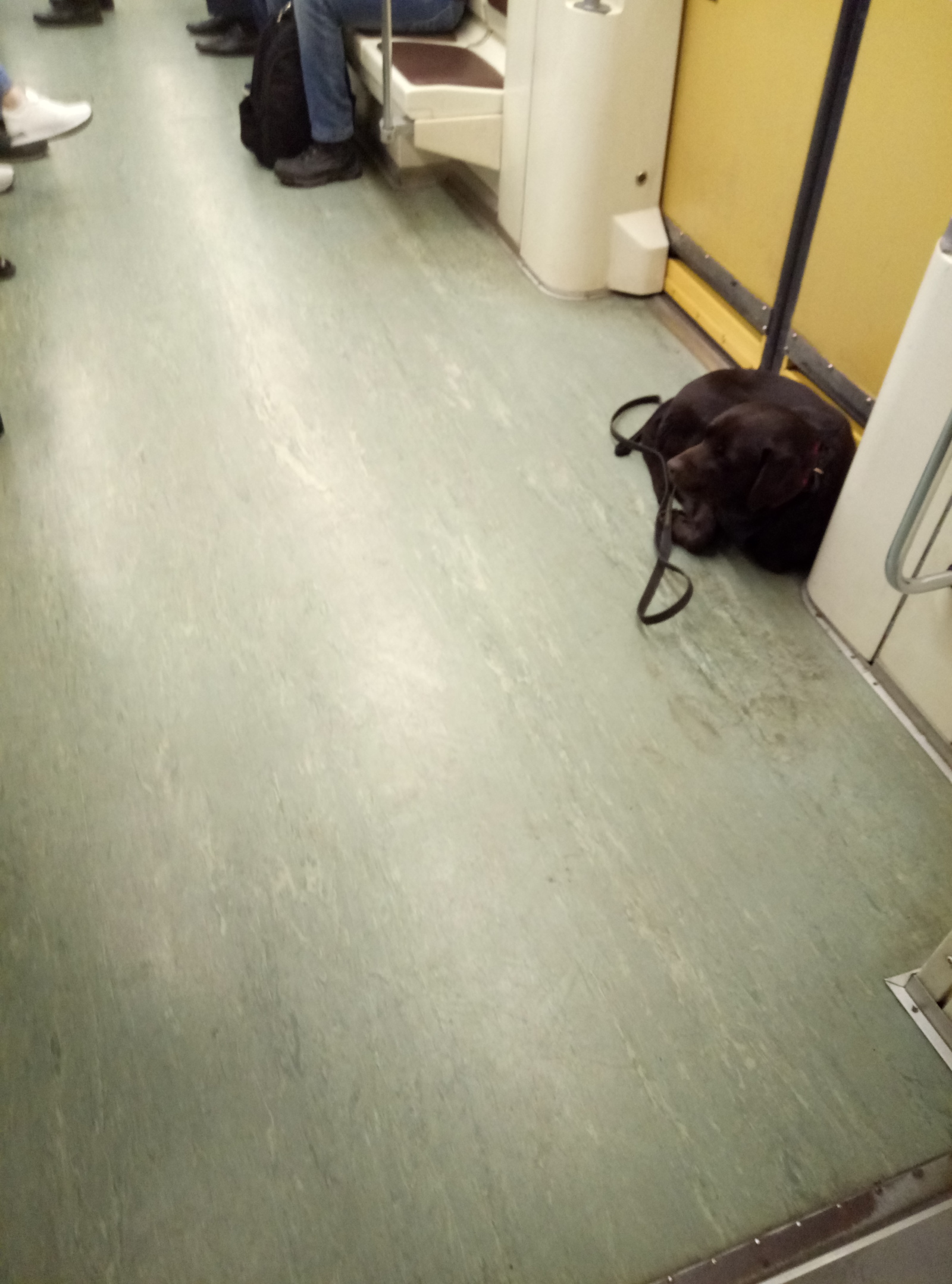 Song in the subway - My, Metro, Dog, Morning, Longpost