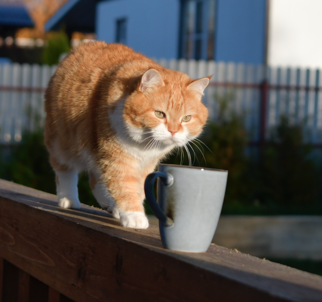 У кота внутри теплота! - Моё, Кот, Котомафия, Длиннопост