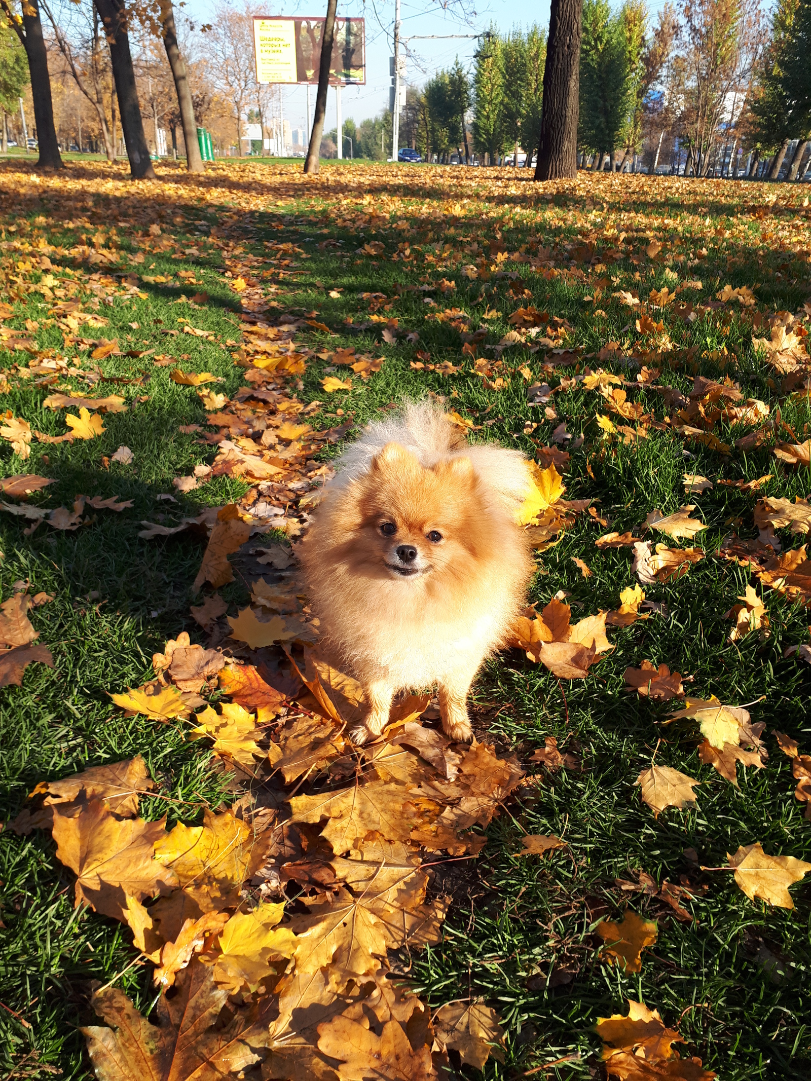 Redhead - My, Dog, Spitz, Pomeranian, Pet, Pets, Pets