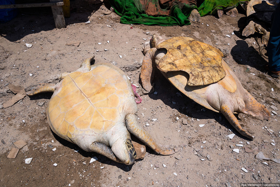 Fish market in Mogadishu - Somalia, Africa, Ilya Varlamov, Travels, Copy-paste, Longpost