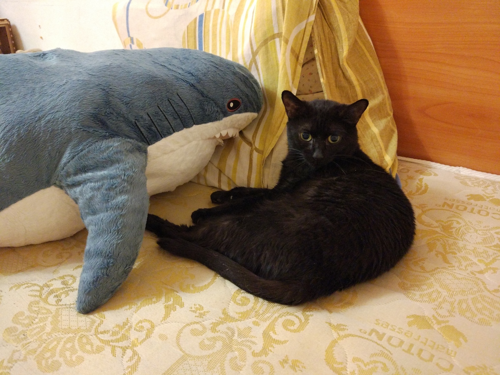 Battle of Blohay - My, Blohey, IKEA, Shark, Soft toy, Real life story, Longpost, cat